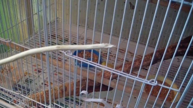 Веточки чёрной смородины для волнистых и других попугаев.