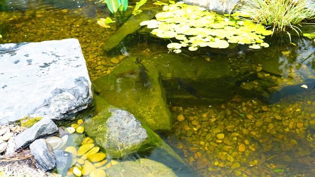 Bass Eat Toads in the Backyard Pond! (Spawning Update)