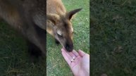 i feed a wallaby (gone wrong) *i almost died*