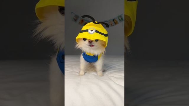 Here comes Tiny Minion Cedric 💛🍌