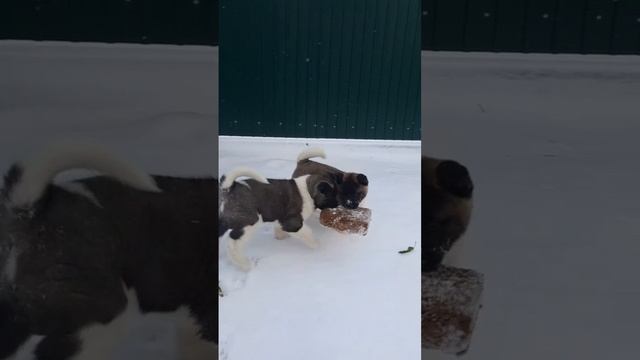 Милые щенки