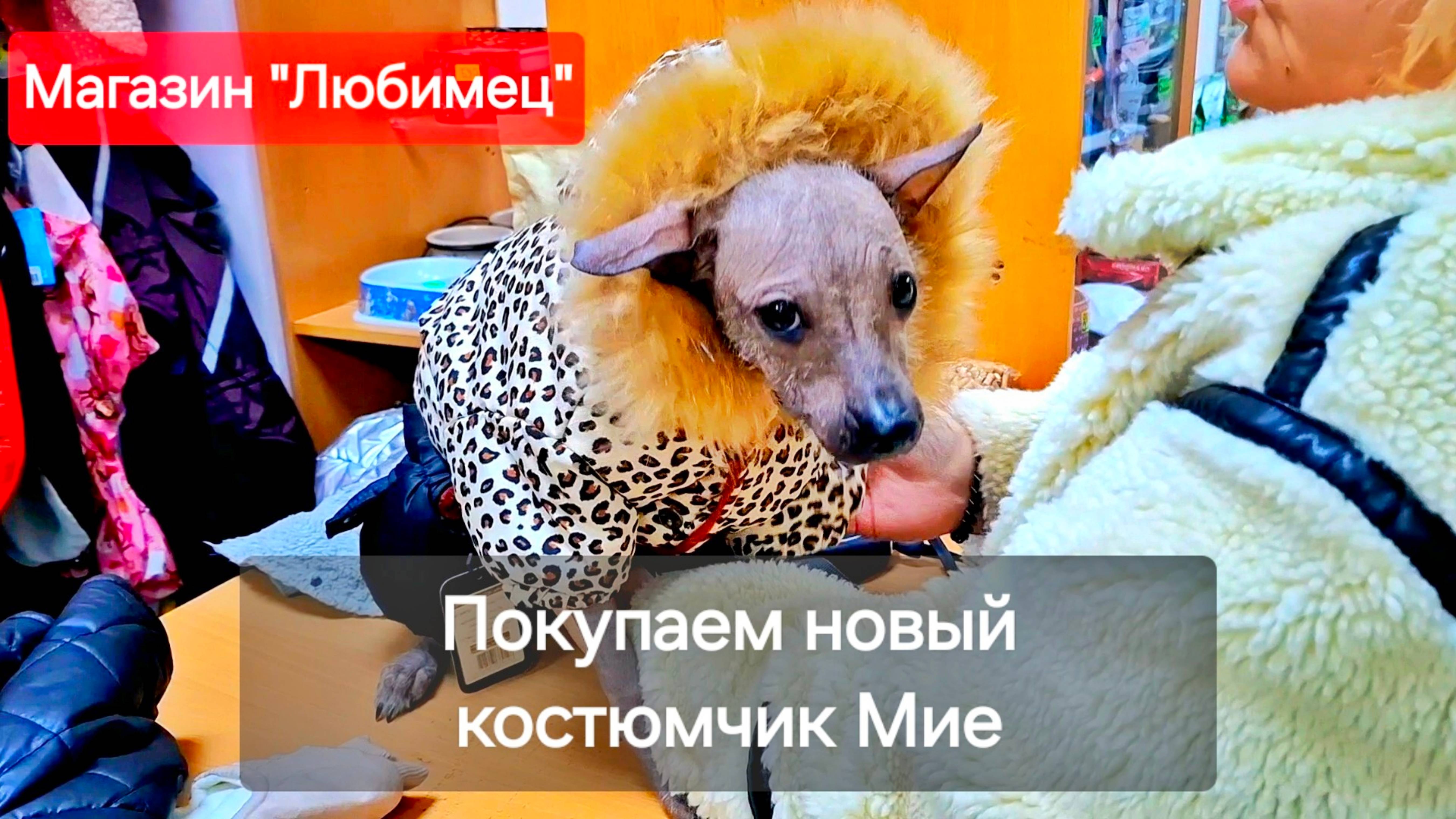Одежда для собак