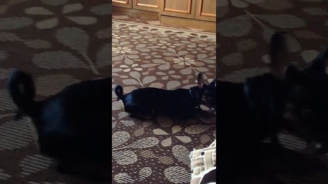 Той терьер беседа с кошкой