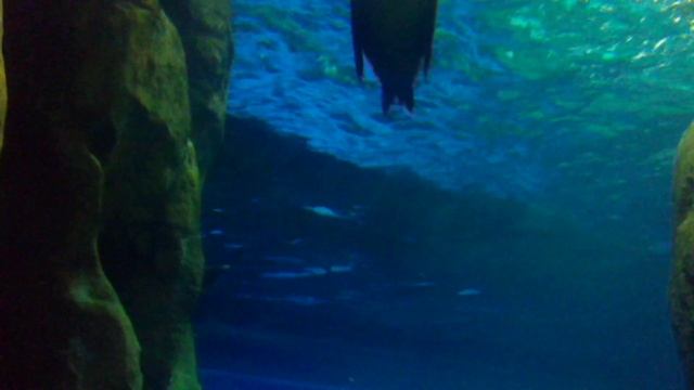 SeaWorld Abu Dhabi (Абу-Даби) Морские котики