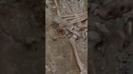 Археологи нашли в Германии средневековый скелет с «сложным» железным протезом руки
