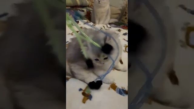 Позирует Йожик!