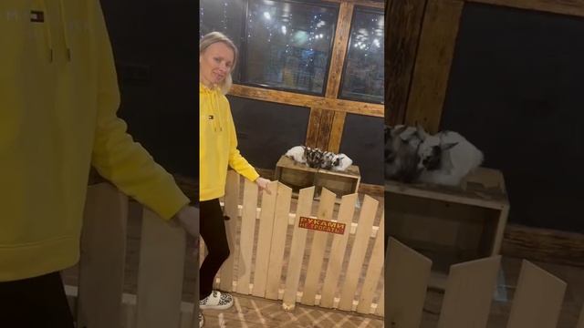 Кафе КозLOVE с миникозами в Сочи