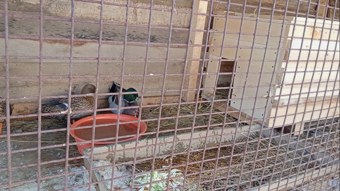 Будка для уток, утки ссорятся и дерутся, не признают новенькую 😁