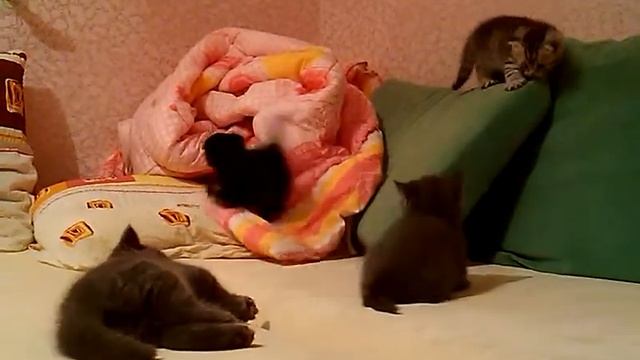 Шотландские котята резвятся