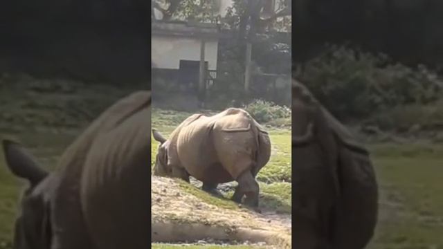 🦏 @ Zoological Garden Alipore Kolkata