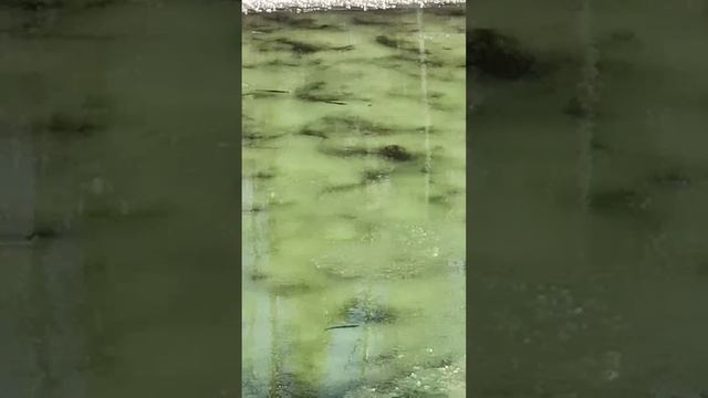 Осенний хариус