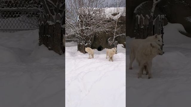 Волки. Распевка у волков.