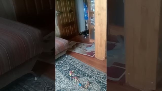 Начинающая футболистка ;-)  #cat #catlover