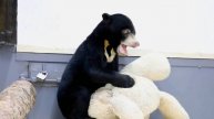 Малайский мишка устроил эпичную битву с плюшевым медведем в Московском зоопарке