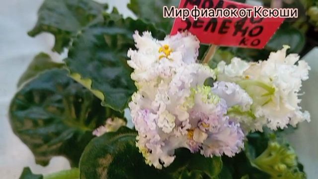 цветущие фиалки