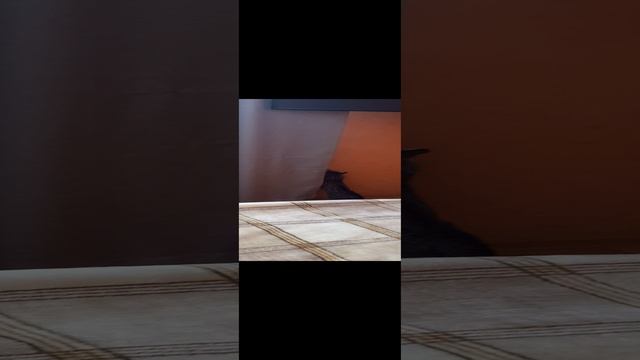 День за кошку часть 1