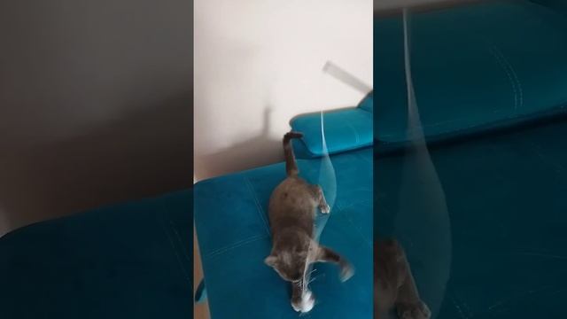Жених на зависть#котики #милота
