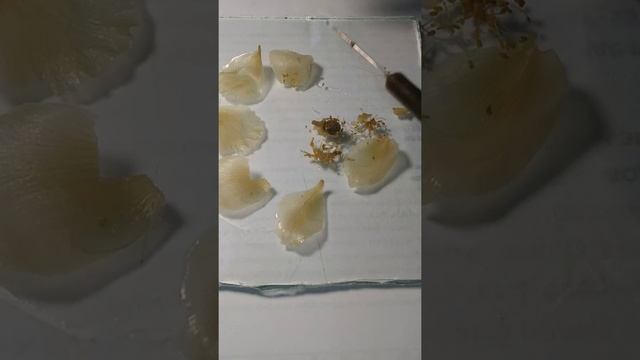 Смешной дубль с ветреницей