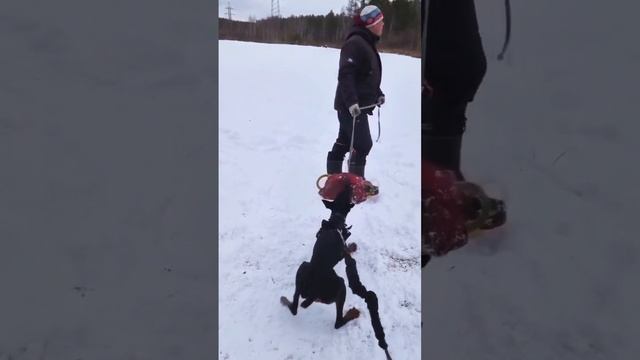 Собаки дрессировка Доберман #доберманы #доберман #собака собака #собаки