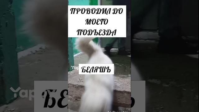 #рекомендации #рек #безответная #любовь  
#кот