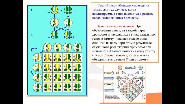 Запись 2 занятия по биологии 1.23 (13.12.24)