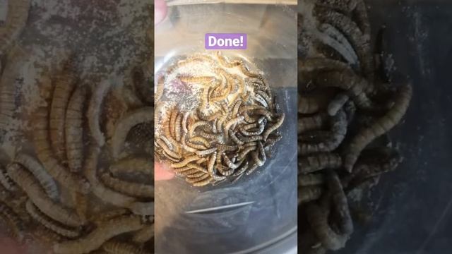 How To Prep Mealworms! #breeding #leopardgecko #reptile #mlga #snow #mealworms #edit