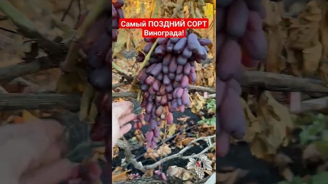 Виноград Маникюр Фингер - самый поздний виноград