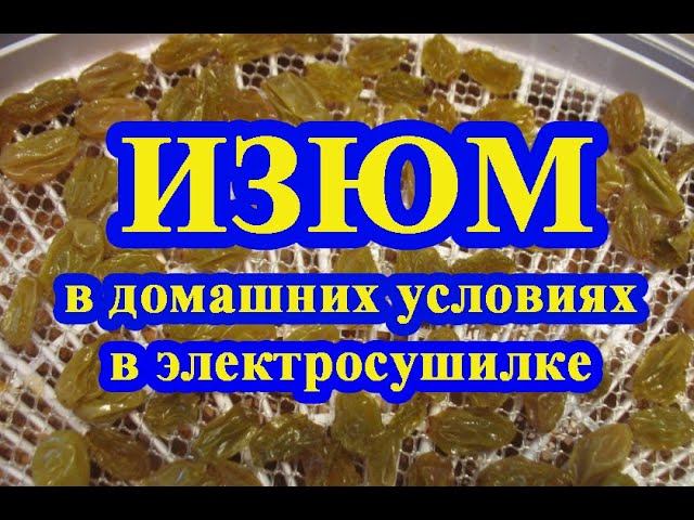 Изюм в домашних условиях в электросушилке Волтера 1000 люкс / Raisins at home in an electric dryer