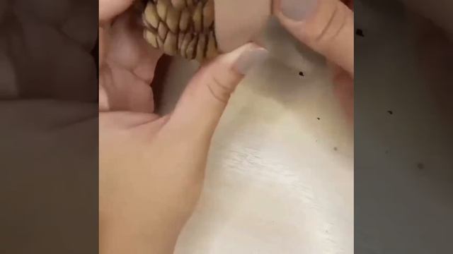 Поделка из шишки. Подпишись !