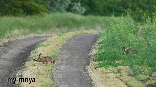 Magpie chasing hares