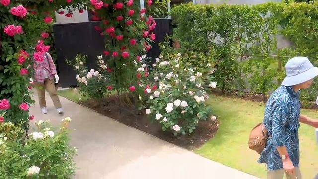 Y2mate.mx-Rose garden of Nakanojo Gardens 2023 Spring. 中之条ガーデンズの春のバラ園 #rose #roses #englishgarden(72