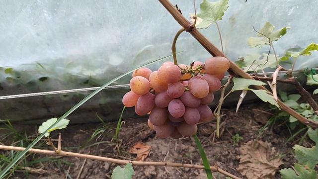 Виноград НЕЖНОСТЬ (Гурман ранний) на севере Беларуси