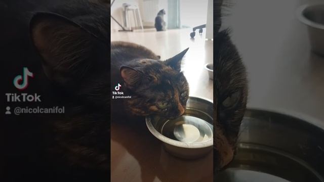 Желаю всем покоя, умиротворения и вот этой гармонии  #котики #идущийкреке