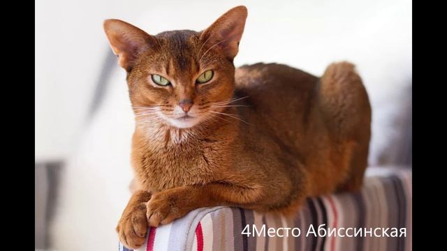 ТОП 5 КОШЕК