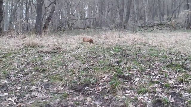 Лайки и такса. Кюна с Люциком работают копытных, Шах и Пуля - пушнину. Оголодавшие лошади.