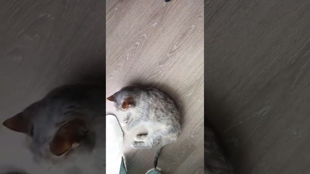 Зато мы работаем, чтобы у неё была лучшая жизнь  #котики