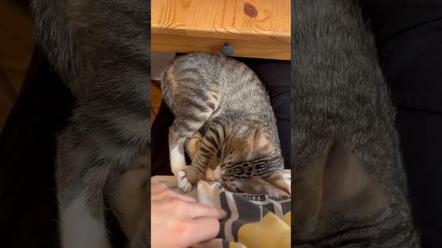 Квасилий жмякается
#всемкота #хвостатыесоседи #ищемдом