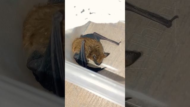 Brown Bat found @ base of tree w\ holes in 1 wing @ daytime #bat #animal #hurt #nature #animals #wo