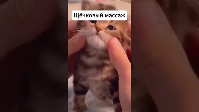 Котэ-Массаж