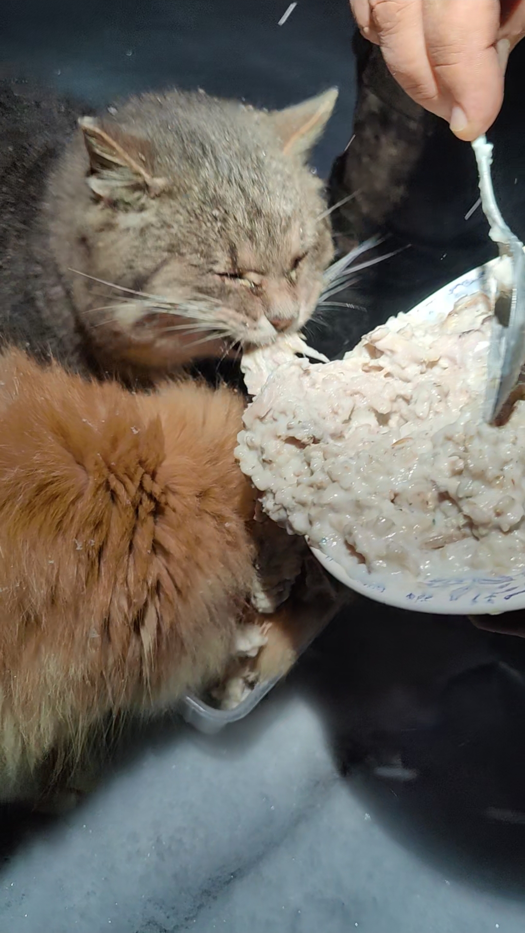 Голодное усатое братство наконец-то получает долгожданную кашу с курицей! #trending #cat #кот #коты