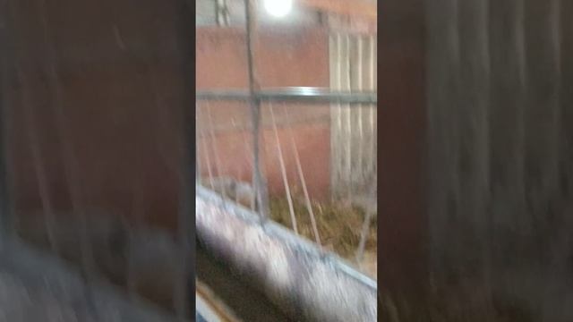САРАЙ ДЛЯ БЫКОВ