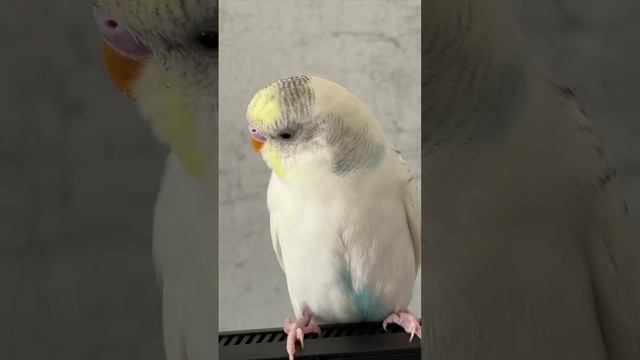попуги