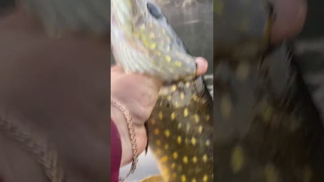 1000014107.mp4