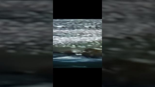 Схватка Медведя с Оленем🤔#Shorts