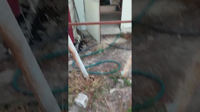 Если не пошла прививка на винограде - спасти ситуацию