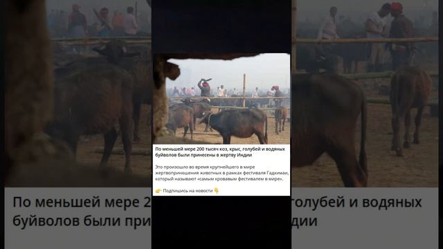 200 тысяч коз, крыс, голубей и водяных буйволов были принесены в жертву в Индии