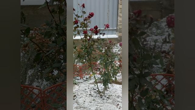 Вот и на побережье пришла зима ❄️❄️❄️