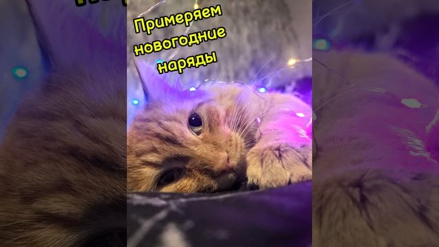 Новогодние наряды для питомцев