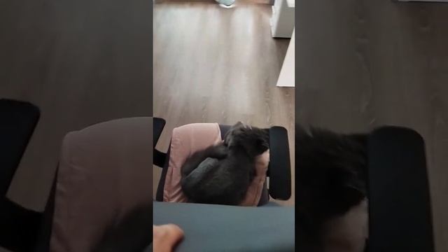 Любит кататься на стуле, как тут отказать #котики #пушистики
