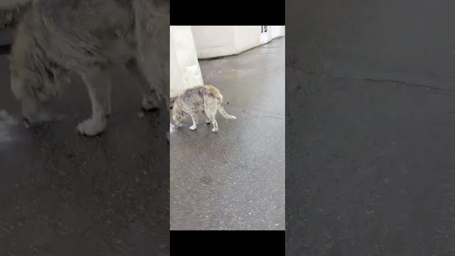 1000047157.mp4